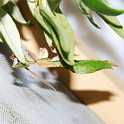 Phyllium biocolatum